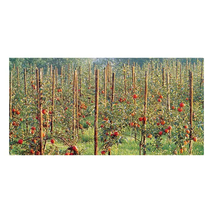 Rondhout palissade ø6x160cm
