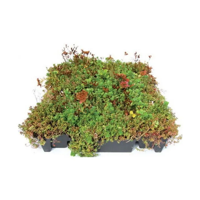 Groendak sedumdak sedum cassettes kliksysteem 45x50cm