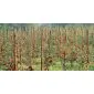 Rondhout palissade ø6x160cm