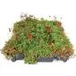 Groendak sedumdak sedum cassettes kliksysteem 45x50cm