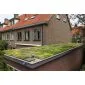 Groendak sedumdak sedum cassettes kliksysteem 45x50cm