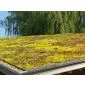 Groendak sedumdak sedum cassettes kliksysteem 45x50cm