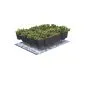 Groendak sedumdak sedum cassettes kliksysteem 45x50cm